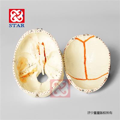 頭顱可拆分十部分，雙色牙顱底顏色展示竇動靜脈
