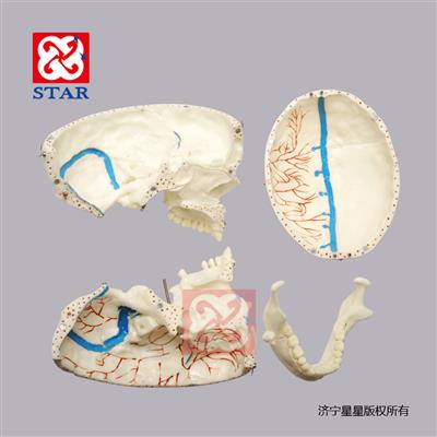 M5008可拆分，有上頜竇膜